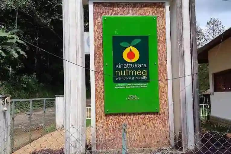 Kinattukara Nutmeg Plantation and Nursery