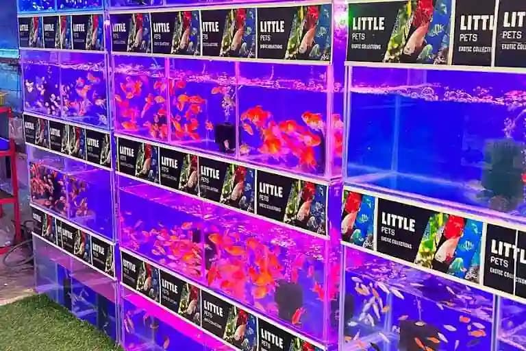 Little pets & Aquariam Ponkunnam photo 3 - Photos of Little pets & Aquariam Ponkunnam